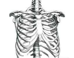 The rib cage is formed by the sternum, costal cartilage, ribs, and the bodies of the thoracic vertebrae. Rib Memory Alpha Fandom