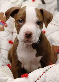 Pitbull puppy rescue colorado pitbull puppy rescue arizona pitbull puppy. Pin On Cute Animals