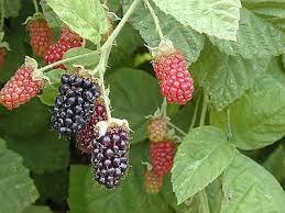 Berries and berry plants have been an american treasure for centuries. Marionberry