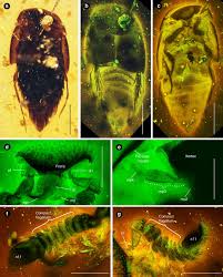 This treatment disrupts termite molting processes, stunting their growth, and is applied to areas at most risk of attracting the pests like moist soil or mulch, old tree stumps, irrigation sprinkler heads, and downspouts. Evidence For Social Parasitism Of Early Insect Societies By Cretaceous Rove Beetles Nature Communications