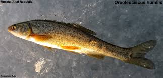 Image result for Humularia reekmansii