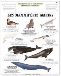 Dpa 03 Mammiferes Marins Mammiferes Deyrolle