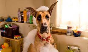 La Casa De La Mascota Hospital Veterinario Marmaduke Es Un Gran Danes Que Siempre Se Mete En Problemas El Encargado De Interpretar A Marmaduke Durante Gran Parte De La Pelicula Es