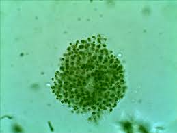 When a water droplet is in the process of drying, this is what it looks like. Labchef Microscope Talk