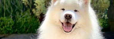 Samoyedo #chileperros #samoyedsmaile #samoyedosenchile #samoiedo #samoyeddogs #samojede #samoyedoschile #самоед. Rasseportrait Samojede Haltung Pflege Erziehung