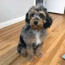 Black And White Aussiedoodle Full Grown Blue Merle Tri Mini Aussiedoodle Aussiedoodle Cute Dogs Puppies