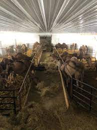 Fresh camel milk is pasteurized and then frozen.thaw it at the time of consuming.cal milk is rich in naturak insulin, calcium, protein and vitamin camel milk is good for diabetes, heart and improving immune health. Camel Milk Association Home Facebook
