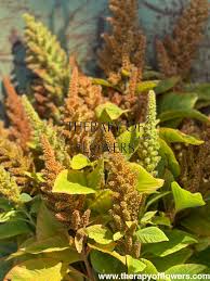 Image result for Amaranthus cruentus
