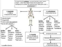 Carte Mentale Corps Humain Corps Humain Carte Mentale Anatomie Du Corps Humain