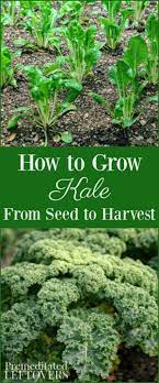 Tips For Growing Kale In Your Garden Including How To Grow Kale From Seed When To Plant Kale How To Transplant Kale A Growing Kale Growing Beets Kale Plant