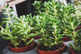 Succulents are an enchanting plant variety. The Most Common Succulent Problems Unusualseeds
