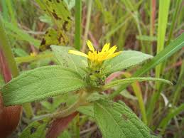 Image result for Aspilia