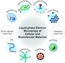 Add your answer and earn points. Liquid Phase Electron Microscopy Imaging Of Cellular And Biomolecular Systems Journal Of Materials Chemistry B Rsc Publishing