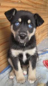 Adopt massie a tan / yellow / fawn mastiff / rottweiler / mixed dog in sumner. Rottsky Rottweiler Mix Puppies Mixed Breed Dogs Cute Dogs