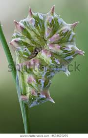 Image result for Flabellaria