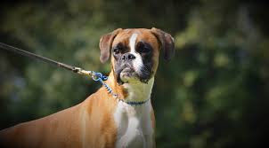 Boxer sind hunde mit viel energie und benötigen sehr viel auslauf. Deutscher Boxer Hund Charakter Aussehen Und Haltung