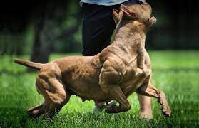 There are so many factors that determine how much pitbull puppies are worth, like bloodlines, kennel, parents. How Much Does A Pitbull Cost Pitbull Price Petworlds Net