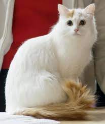 土耳其梵猫起源于土耳其的梵湖地区，是由土尔其安哥拉猫 突变而成的，严格说是安格拉猫的一个品系。 1955年引入英国，196 查看全文>> « 1 2 3 4 » åœŸè€³å…¶æ¢µçŒ« æ±‚çœŸç™¾ç§'