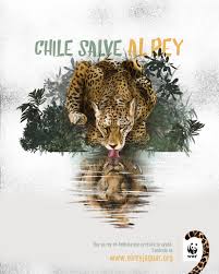 Jaguars are the largest of south america's big cats. Adopta Un Jaguar De Manera Simbolica