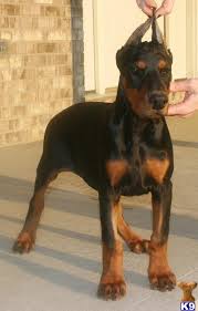 A friend of mine recently got a purebred doberman puppy from the spca that was dumped by it's irresponsible owners. Doberman Pinscher Puppy For Sale Ears Cropped Champion Euro Hoytt Bloodline P 9 Years Old