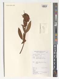 Image result for Pleurolobus salicifolius