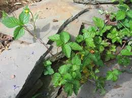 Image result for Duchesnea indica