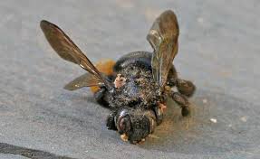 Carpenter bees and bumblebees do look somewhat alike. Carpenter Bees Wood Boring Bees Carpenter Bee Damage Desertusa
