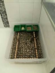 It is basically a box on legs. Diy Rabbit Litter Box Flemish Sized Rabbit Litter Box Rabbit Litter Bunny Litter Box