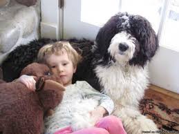 The current median price for all sheepadoodles sold is $1,575.00. 10 Month Old Sheepadoodle Sheepadoodle 10 Month Olds Puppy Love