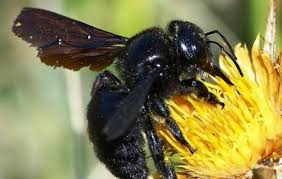 Con il termine calabrone vengono spesso erroneamente identificati anche l'ape legnaiuola (xylocopa violacea) ed il bombo terrestre (bombus terrestris). Calabroni Asiatici Killer Scattata L Allerta Massima Gia Colpite 18 Persone
