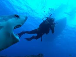 Dive Guide Keller Laros Was Excellent And Provided This Arm Puppet Photo He Took On His Iphone Picture Of Jack S Diving Locker Island Of Hawaii Tripadvisor