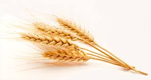 Image result for wheat