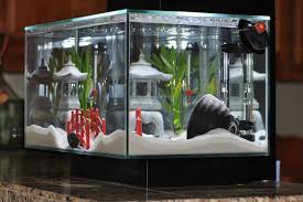 Zen Garden Fish Tank Google Search Unique Fish Tanks Fish Tank Themes Fish Tank Decorations