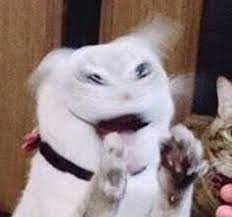 Idk If The Memes I Send Are Dank Enough Cat Memes Cats Funny Cats