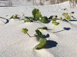 Image result for Hydrocotyle bonariensis