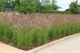 Karl Forester Grass Grcfr1 Jpg 450 300 Ornamental Grass Landscape Drought Tolerant Landscape Feather Reed Grass