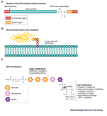 $ usd € eur £ gbp au$ aud c$ cad zł pln hk$ hkd درهم mad r$ brl kr sek nz$ nzd ₱ php chf chf kč czk lei ron rs. Gpi Anchored Protein Precursor And Anchor Structure From Satyajit Download Scientific Diagram