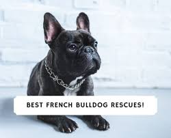 From their english roots, frenchies were bred to be the ultimate companion, and that's exactly what they are. 7 Best French Bulldog Rescues 2021 We Love Doodles