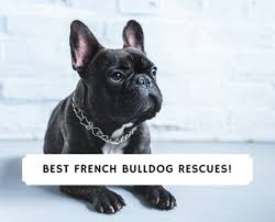 At cfbr we pride ourselves on finding the right home for every frenchie. 7 Best French Bulldog Rescues 2021 We Love Doodles