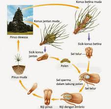Tumbuhan berbiji bisa dibedakan berdasarkan letak bijinya, yaitu tumbuhan berbiji terbuka (gymnospermae) dan tumbuhan berbiji tertutup tumbuhan ini berkembang biak menggunakan runjung atau kerucut, yang disebut stribilus. Pembuahan Tunggal Pada Gymnospermae Info Pendidikan Dan Biologi