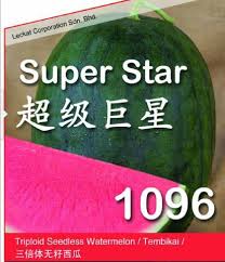 Leckat corporation sdn bhd png cliparts for free download. Leckat Seeds F1 Watermelon Superstar 1096 Grafted With Facebook