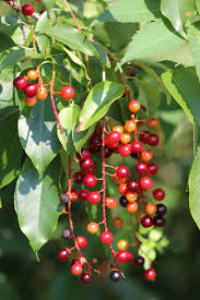 Image result for Prunus serotina