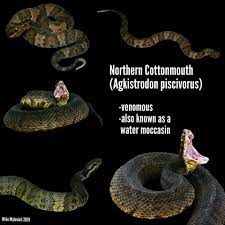 Cottonmouths Abnc