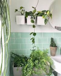 if you can t keep ferns or ficus pumila alive you need to get yourself a self watering planter all these ba bathroom plants ficus pumila self watering planter