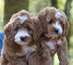 Ladd Hill Labradoodles Doodle Dog Labradoodle Labradoodle Puppy