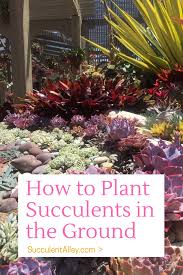 Many plants are considered invasive, but if you still want to add them to your garden, you can bury the pots in the ground to prevent the plant from spreading to unwanted areas of the garden. How To Plant Succulents In The Ground Creative Succulent Garden Ideas Succulent Alley