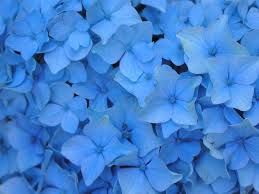 If you just want to find beautiful pictures of flowers. Light Blue Flower Wallpapers Top Free Light Blue Flower Backgrounds Wallpaperaccess