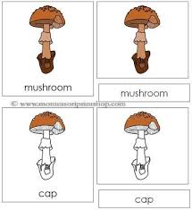 Mushroom Nomenclature Cards Stuffed Mushrooms Parts Of A Mushroom Cards