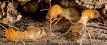 Heat treatment involves the use of special equipment which. Pest Control Companies Near You Mountaineer Pest Control Csra