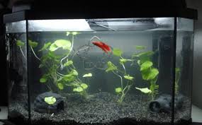 Betta fish are beautiful when kept healthy and happy, and this article will give you the basics on how betta fish can and will jump, so whatever container you are using, be sure that it can be covered. Small Betta Tanks Vang Bettas